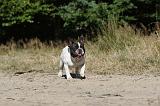 BOULEDOGUE FRANCAIS 154